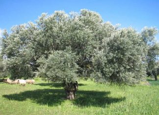 Η Ελληνική ελιά πρώτη σε προτίμηση των Αμερικανών